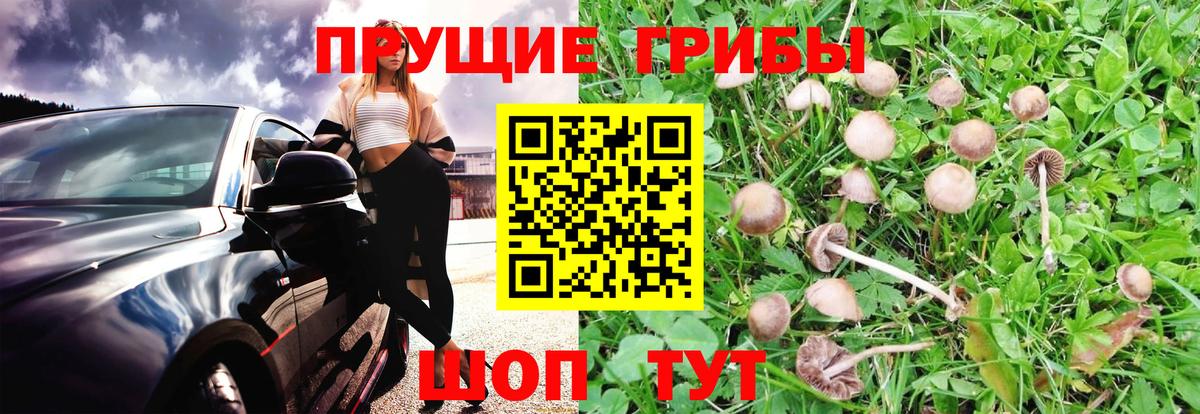 Куйбышев  Псилоцибиновые грибы прущие грибы  Галлюциногенные грибы прущие грибы  Вход с VPN 
